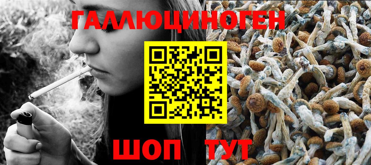 Псилоцибиновые грибы Psilocybe Малгобек